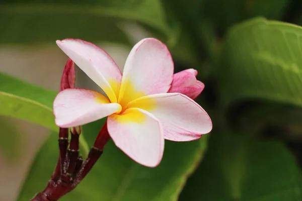 Plumeria flor com bonito na natureza — Fotografia de Stock