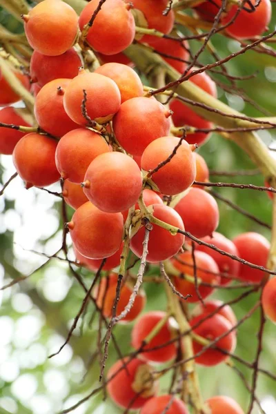 Betel palma su albero con la natura — Foto Stock