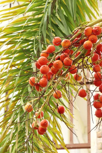 Betel palma su albero con la natura — Foto Stock