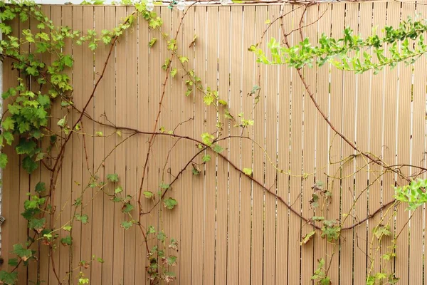 Krásné zelené révy je u zdi — Stock fotografie
