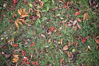 Dağ külünden kırmızı böğürtlen ve yeşil çimen arka planında kıvrılmış kahverengi yapraklar. Botanik Doğa Sonbahar Dokusunu Kapat