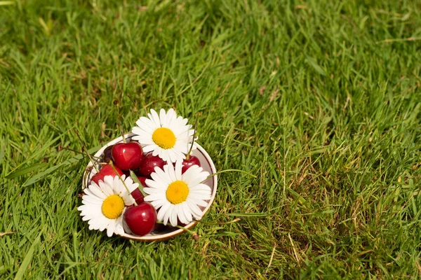 Fresh ripe red sweet cherries with chamomile flowers in a plate on green grass. Sweet cherry fruits in a garden in summertime. Raindrops. Macro. Nature blurred background. Shallow depth of field.