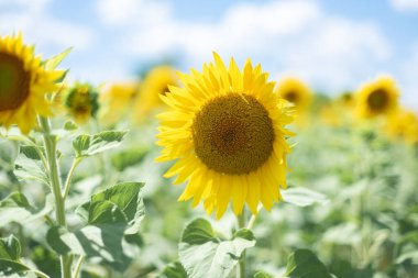 Ayçiçeği yaklaş. Bulutlu mavi gökyüzü ve güneş ışığı üzerinde parlak ayçiçeği tarlası. Gün ışığı. Tebrik kartı veya tarımsal duvar kağıdı kavramı