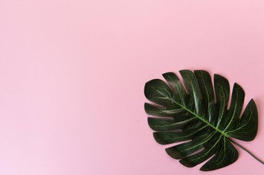Tropik yapraklar. Pembe arka planda yeşil canavar yaprağı. Uzayı kopyala, üst görünümü boz.