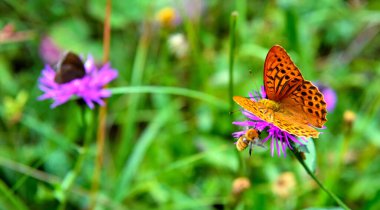 Nova ponente dolomiti alto adige İtalya yakınlarındaki ormanda kelebek.