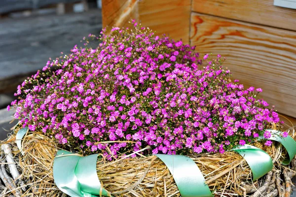 Flowers Nova Ponente Alto Adige Italia — Foto de Stock