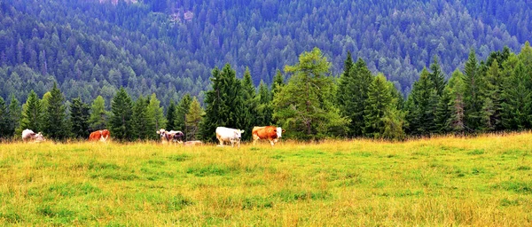 Nova Ponente Autonóm Tartomány Bolzano Trentino Alto Adige Olaszország — Stock Fotó