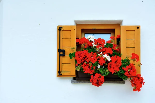 Flowers Nova Ponente Alto Adige Italia — Foto de Stock