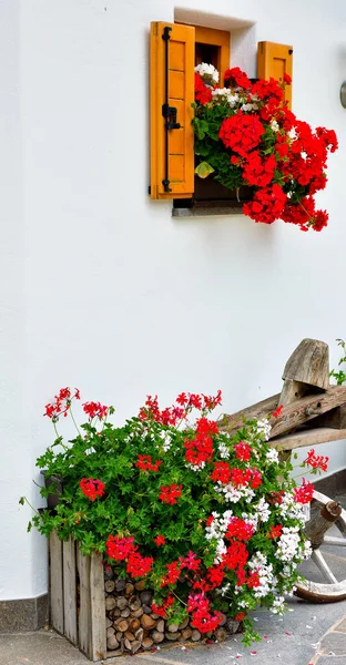 Flowers Nova Ponente Alto Adige Italia — Foto de Stock