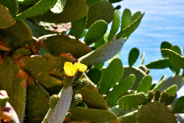 Succulent Plants Camogli Liguria Italy — Stock Photo, Image