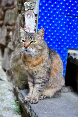 İtalya 'da Liguria' da kedi
