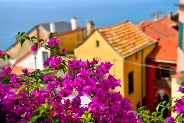 Vislumbre Cervo Pueblo Liguria Provincia Imperia Italia — Foto de Stock