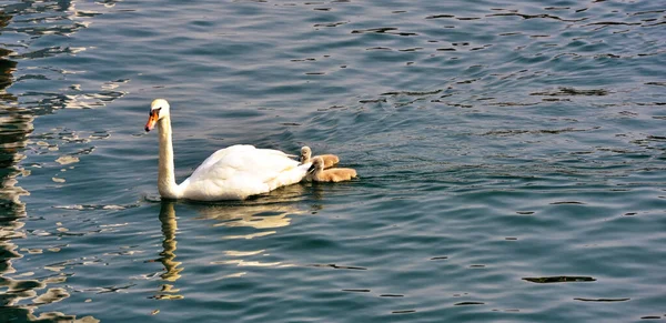 Madre Cisne Pequeño Bellagio Lago Como Italia —  Fotos de Stock