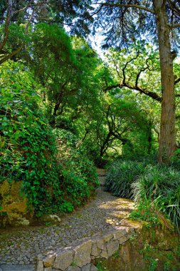 Pena Parkı, Pena Ulusal Sarayı 'nda yemyeşil bir bahçe, Sintra, Lizbon, Portekiz