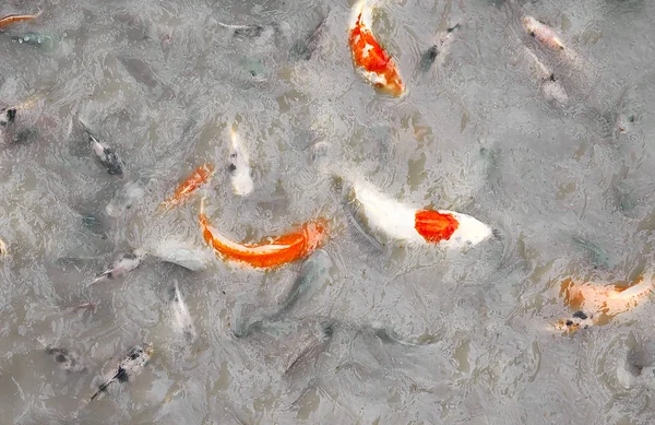 Gold Fish in abstract water Background