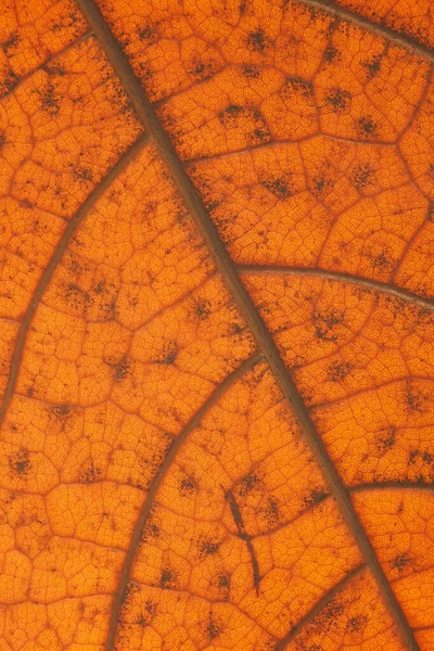 Hoja naranja otoñal con anatomía y estructura, vista macro anatomía y textura hoja otoñal . — Foto de Stock