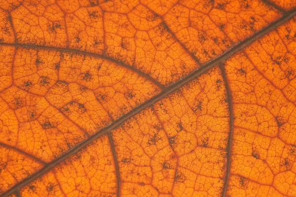 Herfst oranje blad met anatomie en structuur, macro-view — Stockfoto