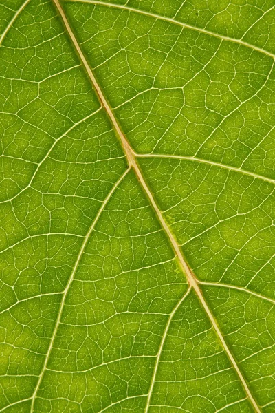 Grönt blad med anatomi och struktur, makro vy — Stockfoto