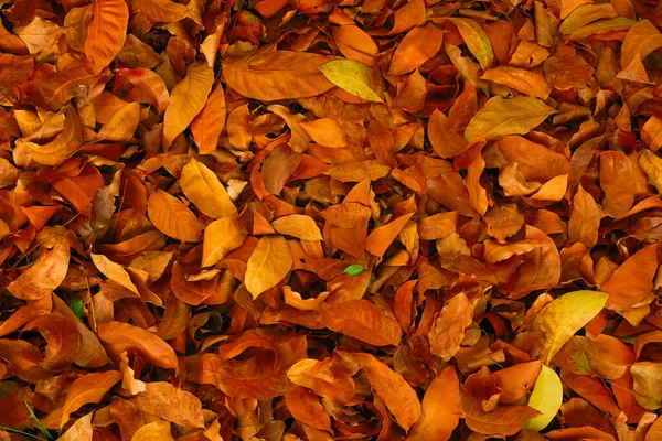 Hösten faller löv bakgrund med röd och orange färg — Stockfoto