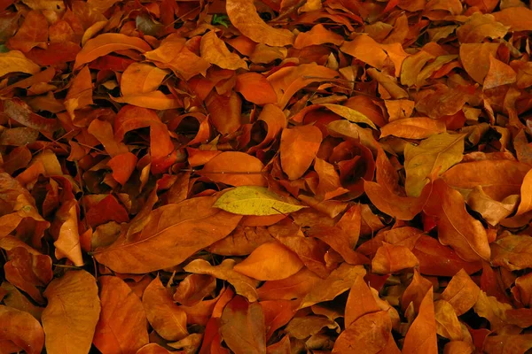 Hösten faller löv bakgrund med röd och orange färg — Stockfoto