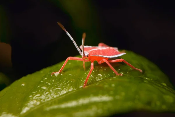 Vista close-up de minúsculo inseto vermelho na folha verde — Fotografia de Stock