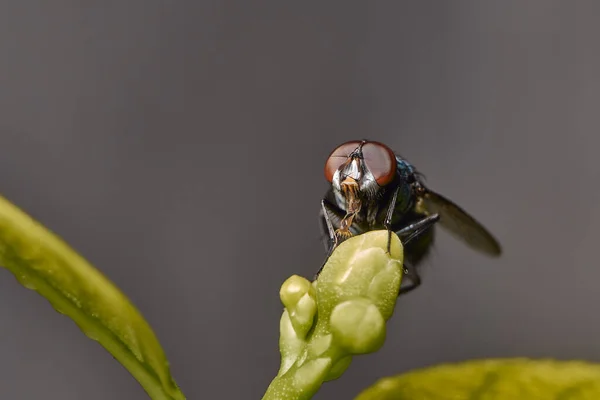 Nahaufnahme von Fruchtfliegen, Makroarchivbild — Stockfoto