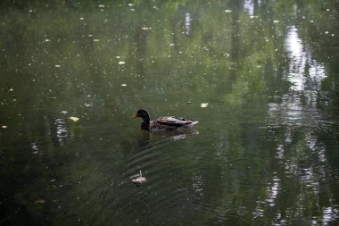 Çamurlu suda yüzen bir ördek
