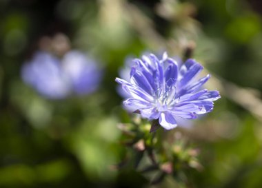 Mavi çiçek çimlerin üzerinde, yakın plan.