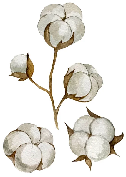 Ilustración de acuarela. conjunto de algodón inflorescencia —  Fotos de Stock