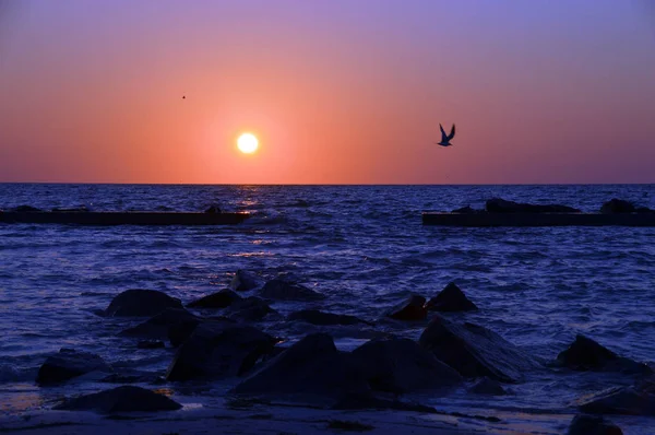 Ön plan flys güneş batmadan eve bir kuş