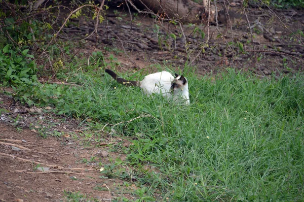 Chat Attente Lézard Jardin — Photo