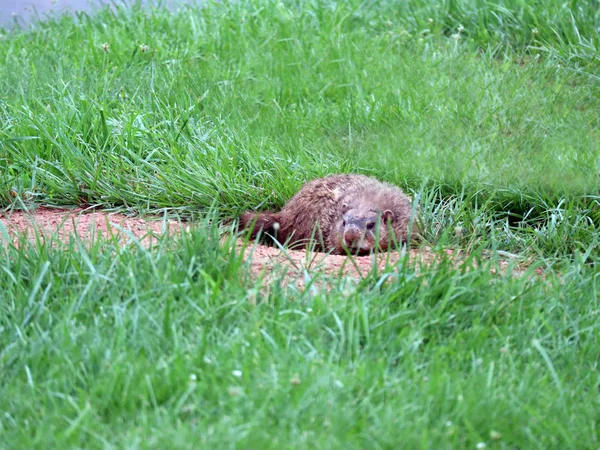 Bir gopher onun yuva açılışında dinlenme