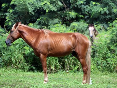 Kahverengi at ayakta başka bir fırça izlerken bir çayırda