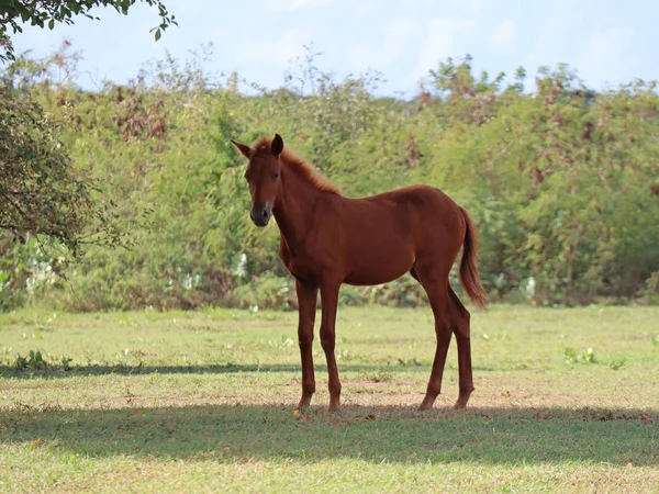 Genç at ayakta gölgede