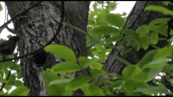 Μαύρο Πουλί Πετάει Στο Κοίλο — Αρχείο Βίντεο