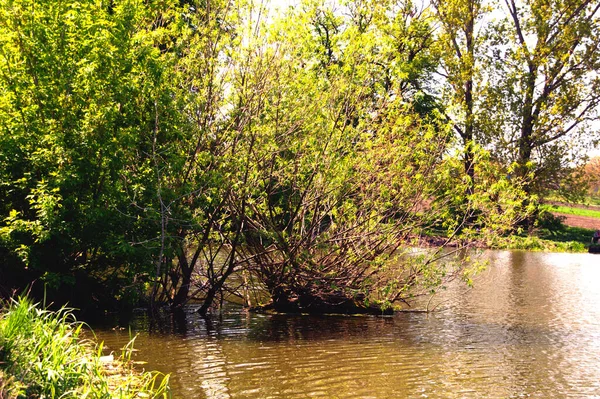 Vrbové keře na břehu rybníka — Stock fotografie
