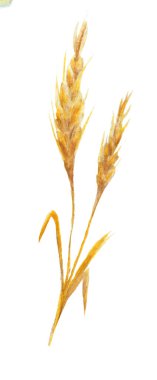 Holyday set el çizilmiş suluboya oktoberfest elemanı - buğday