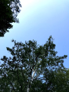 Mavi gökyüzünün arka planında huş ağacı tacı.