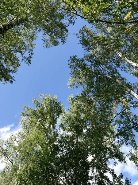 Crown of birch trees on a background of blue sky with white clouds.