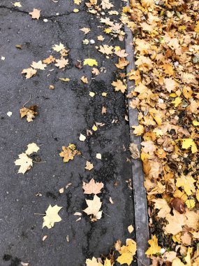 Parktaki yolda düşen sarı sonbahar yapraklarından bir halı. Akçaağaç ve diğer yaprakların çerçevesinde.