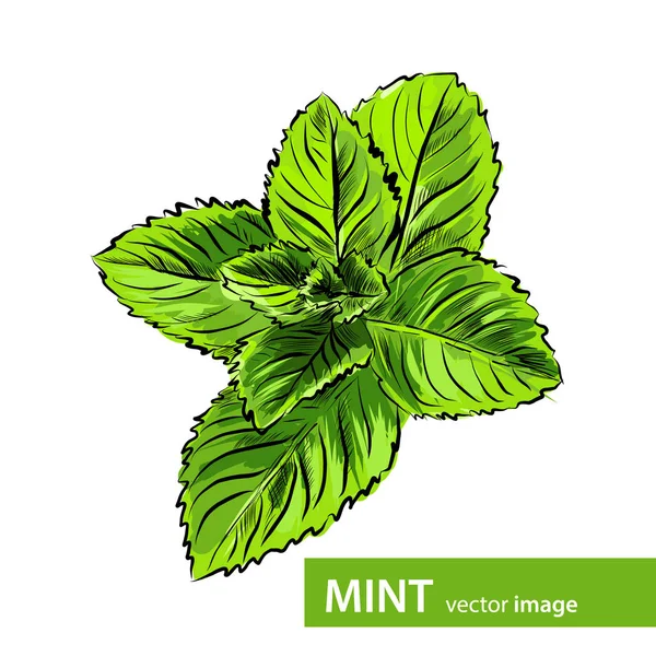 Vecteur feuilles de menthe fraîche — Image vectorielle