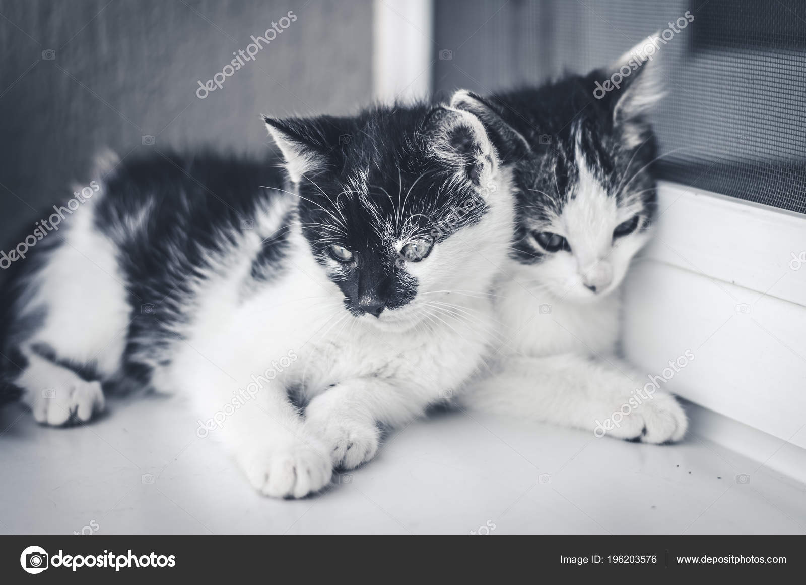Deux Adorable Noir Blanc Petit Chat Animaux Jouant Sur