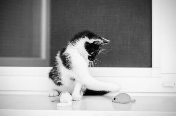 Adorable Black White Little Cat Pet Playing Window Artificial Mouse — Stock Photo, Image