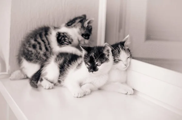 Schattig Drie Zwarte Witte Kleine Kat Huisdier Spelen Het Venster — Stockfoto