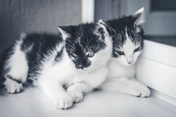 ペット ウィンドウの再生が少し猫 つの愛らしい黒と白 — ストック写真