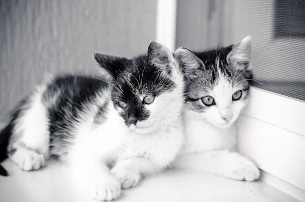 Two Adorable Black White Little Cat Pets Playing Window — Stock Photo, Image