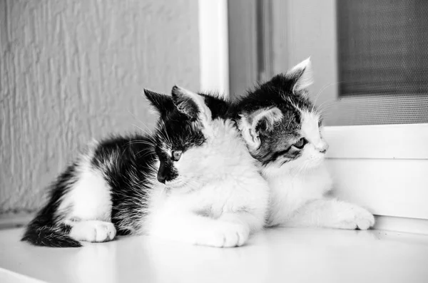 Dois Adorável Preto Branco Pequeno Gato Animais Estimação Jogando Janela — Fotografia de Stock