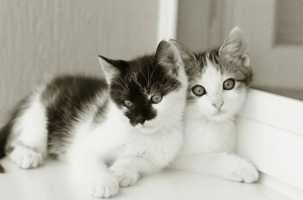 Două Animale Adorabile Pisică Alb Negru Care Joacă Fereastră — Fotografie, imagine de stoc