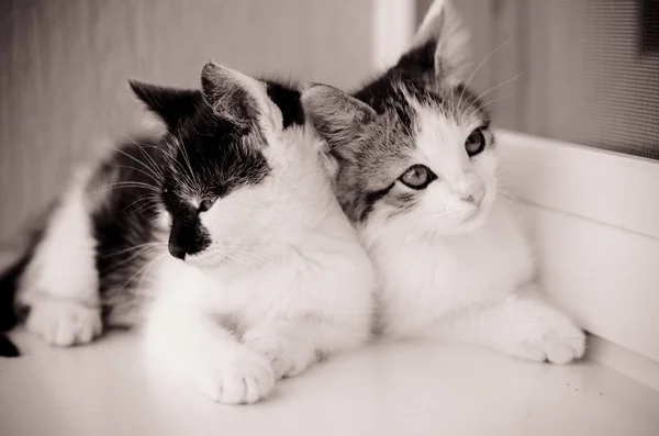 Dos Adorables Mascotas Gato Blanco Negro Jugando Ventana — Foto de Stock