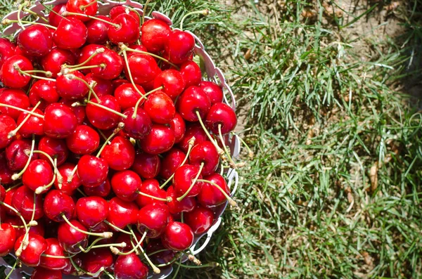 Frutti Ciliegia Rossa Matura Nel Cesto Erba Verde Vista Dall — Foto Stock